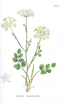 Bibernelle Litho